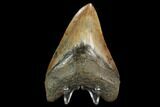 Fossil Megalodon Tooth - Georgia #129486-1